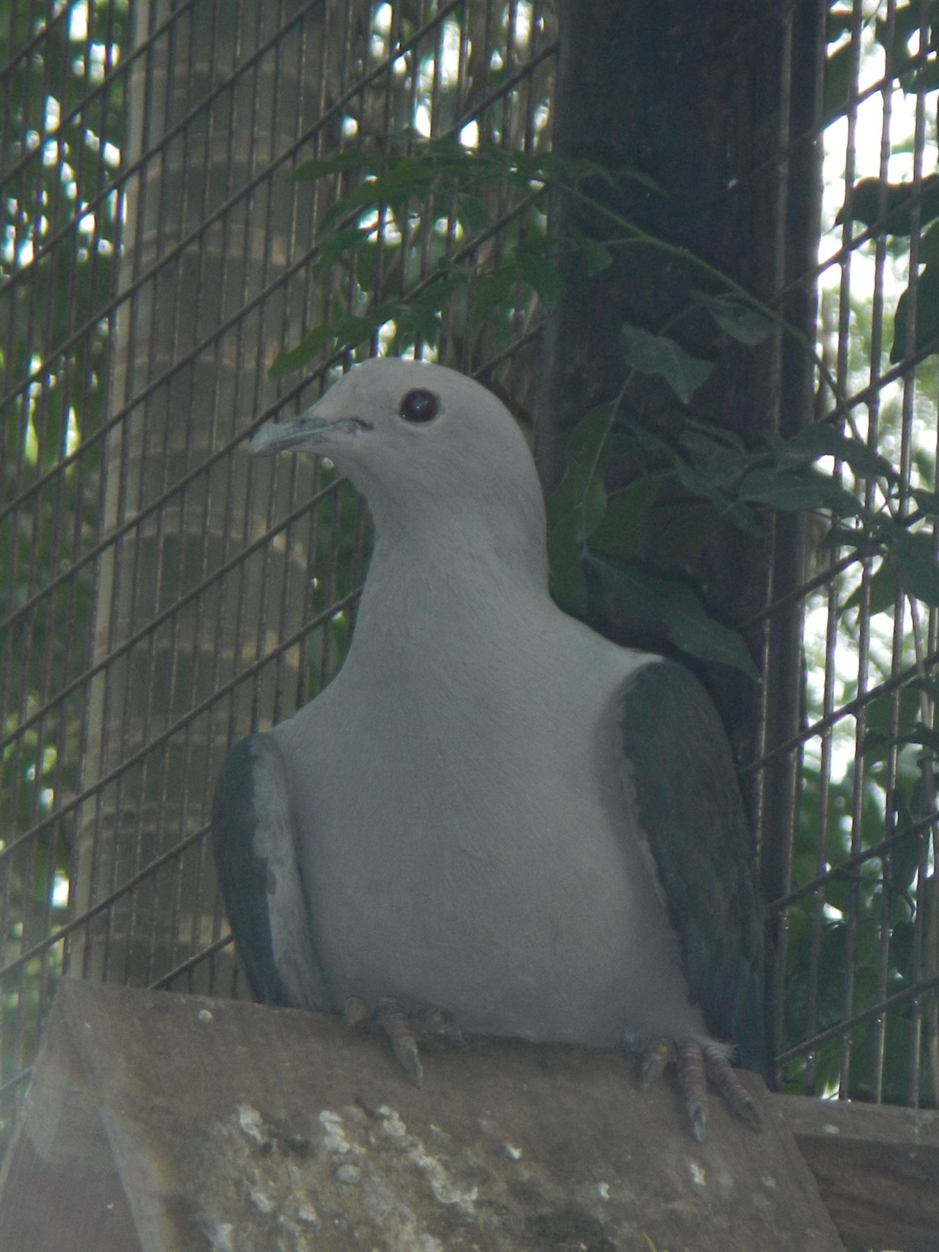 Gray Imperial-Pigeon — Borneo wildlife, book, free download, jungle tour, bird, bird tour