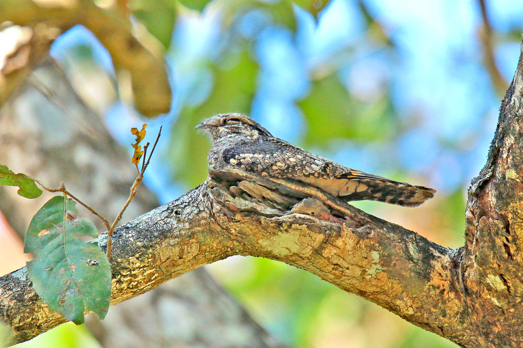 Gray Nightjar — Borneo wildlife, book, free download, jungle tour, bird, bird tour