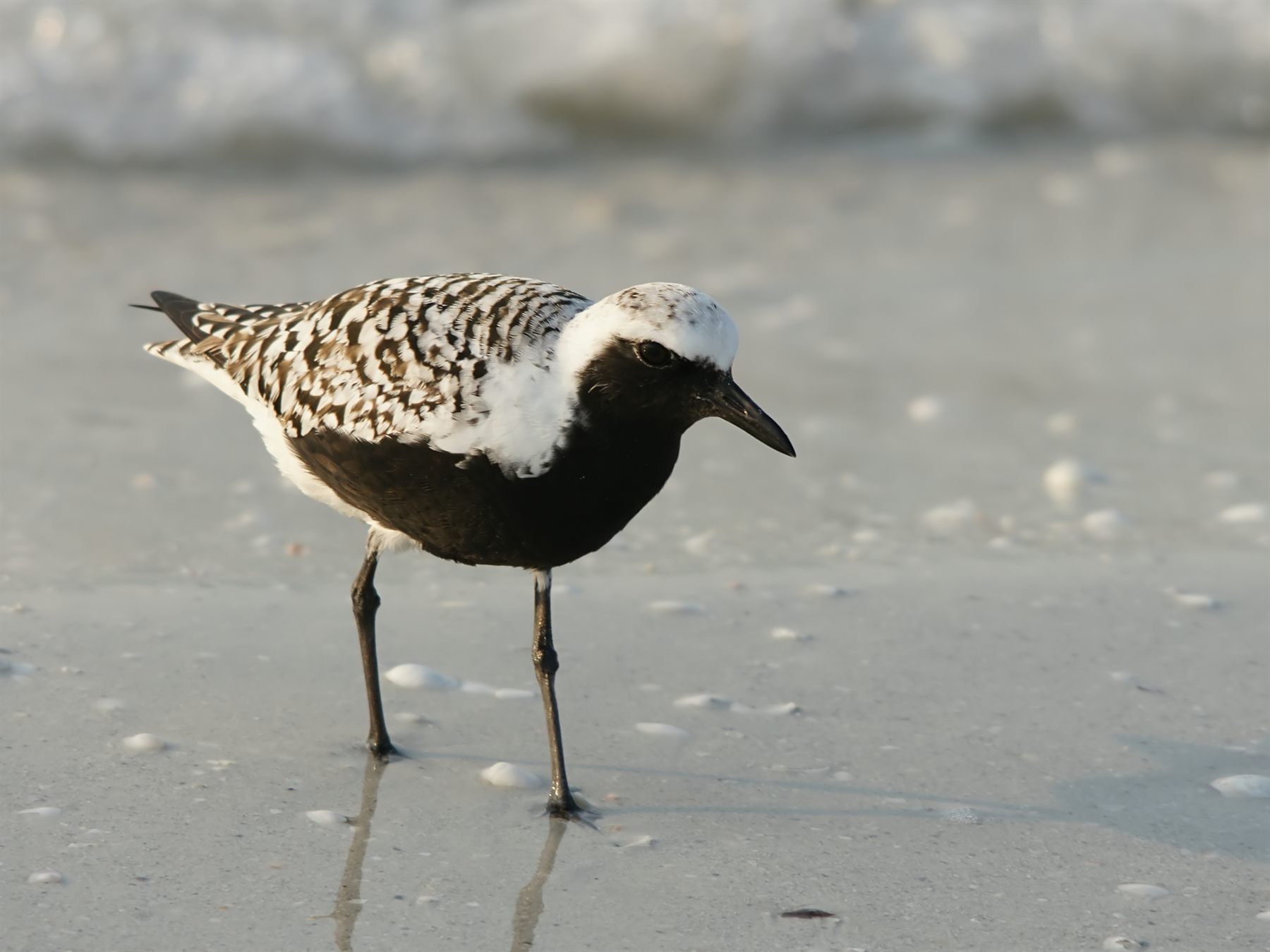 Black-bellied Plover — Borneo wildlife, book, free download, jungle tour, bird, bird tour