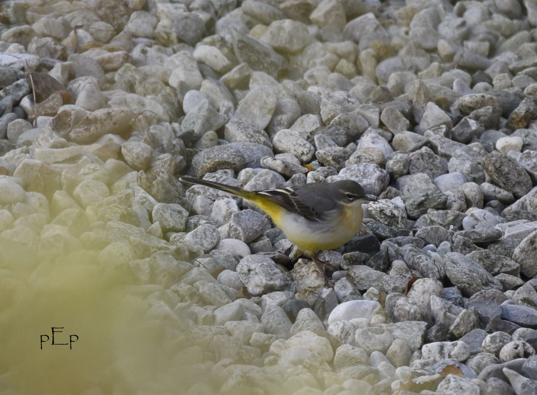 Gray Wagtail — Borneo wildlife, book, free download, jungle tour, bird, bird tour