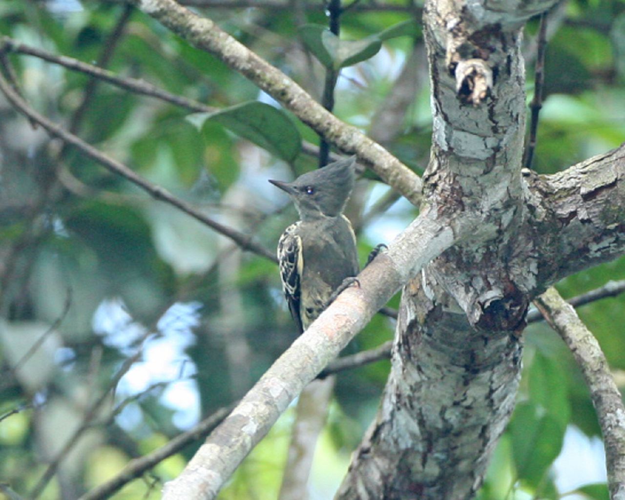 Gray-and-buff Woodpecker — Borneo wildlife, book, free download, jungle tour, bird, bird tour