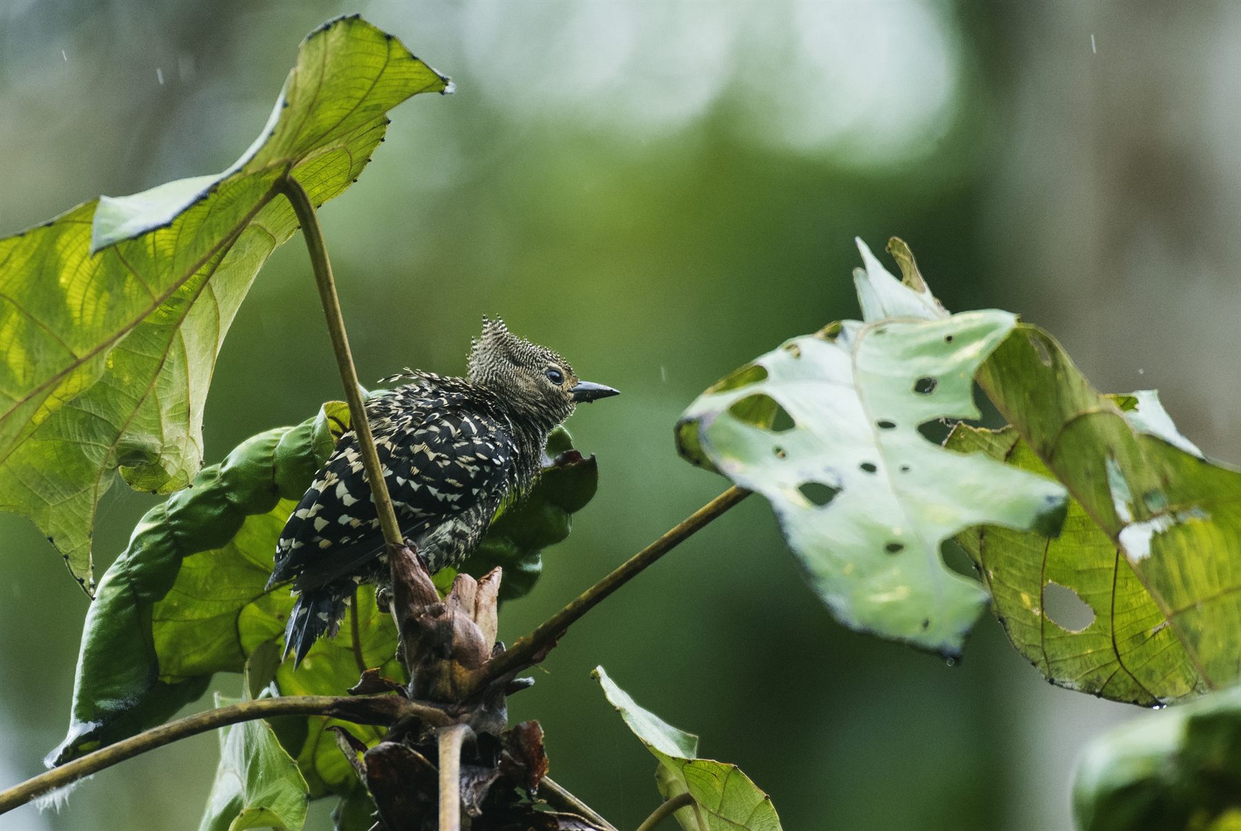 Gray-and-buff Woodpecker — Borneo wildlife, book, free download, jungle tour, bird, bird tour