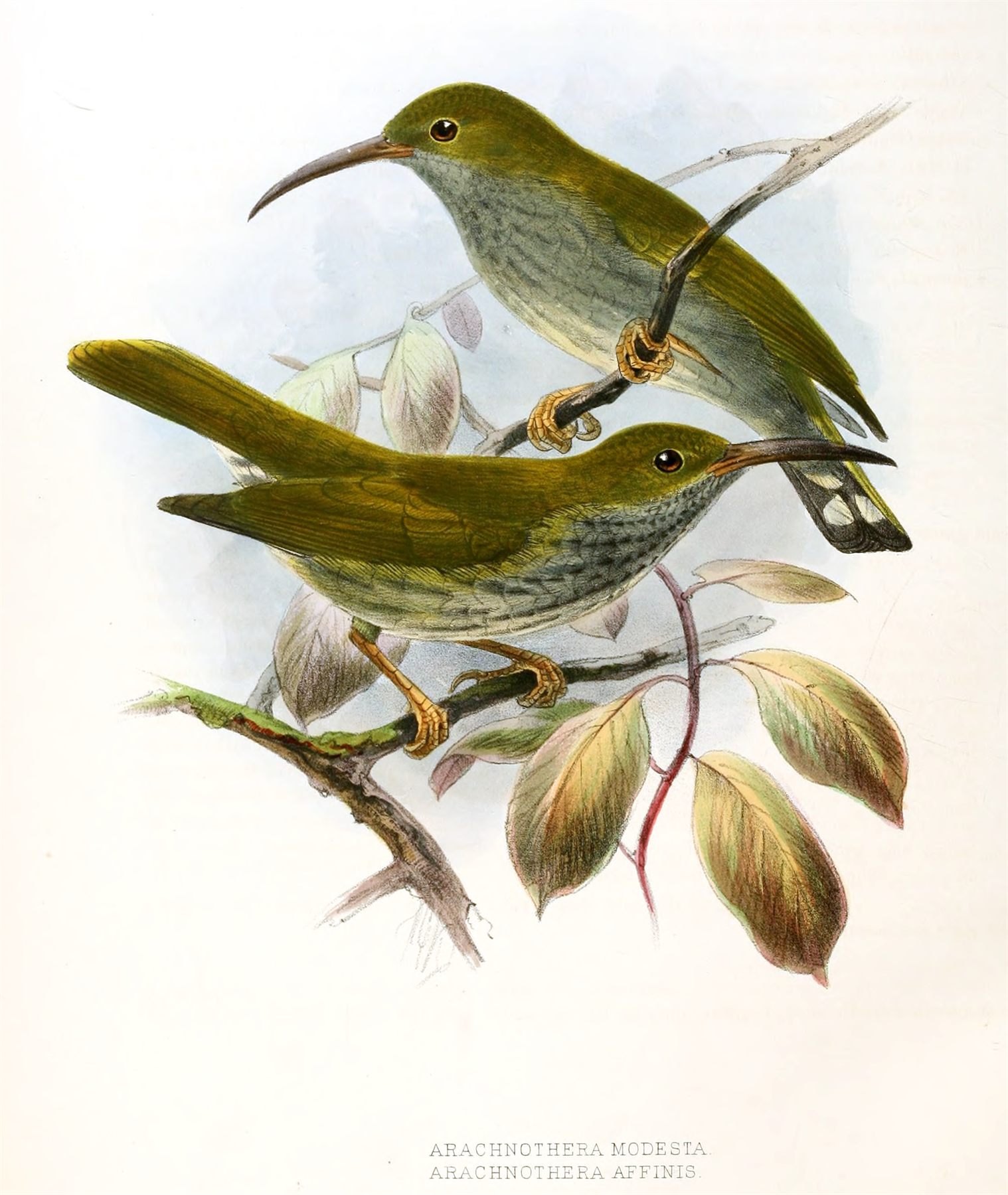 Gray-breasted Spiderhunter — Borneo wildlife, book, free download, jungle tour, bird, bird tour