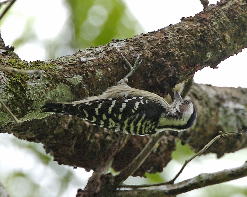 Gray-capped Pygmy Woodpecker — Borneo wildlife, book, free download, jungle tour, bird, bird tour