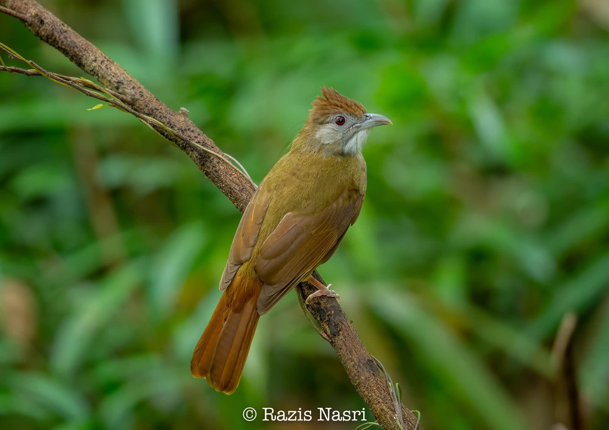 Gray-cheeked Bulbul — Borneo wildlife, book, free download, jungle tour, bird, bird tour