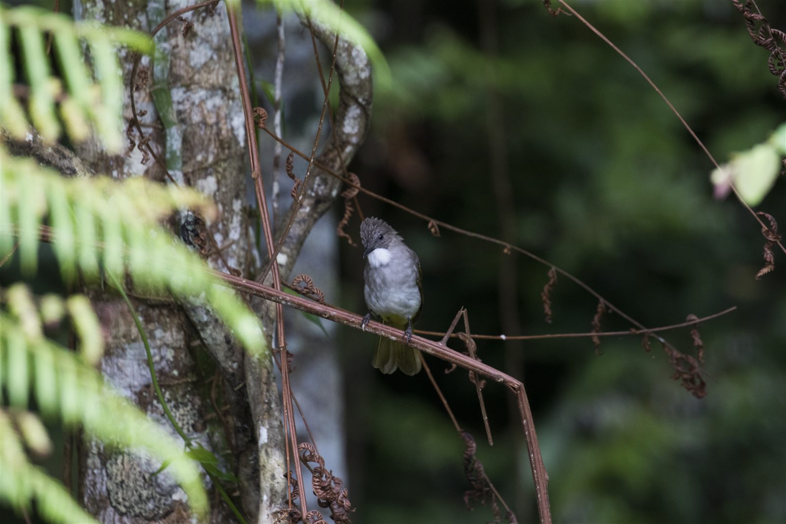 Gray-cheeked Bulbul — Borneo wildlife, book, free download, jungle tour, bird, bird tour