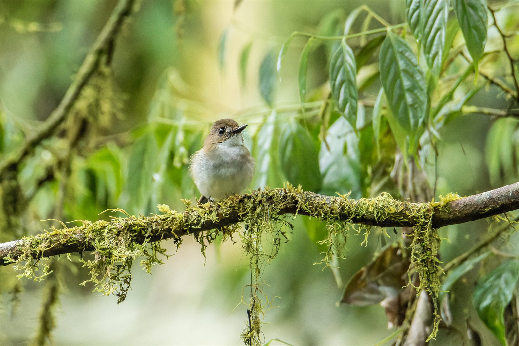 Gray-chested Jungle Flycatcher — Borneo wildlife, book, free download, jungle tour, bird, bird tour