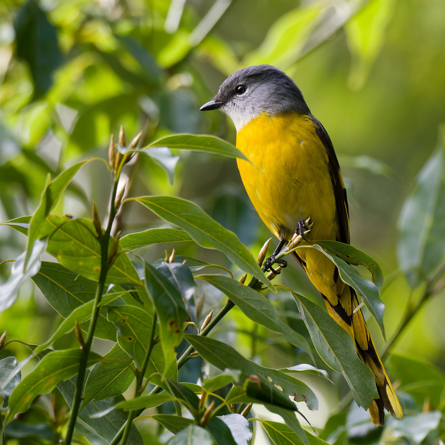 Gray-chinned Minivet — Borneo wildlife, book, free download, jungle tour, bird, bird tour