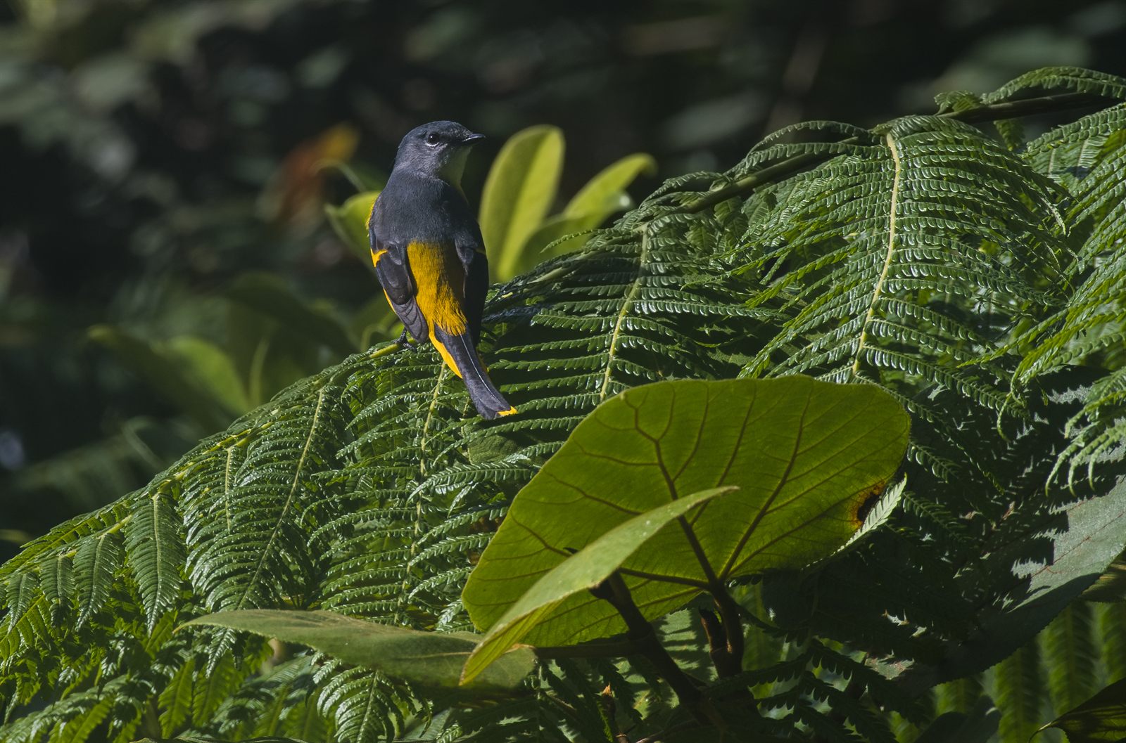 Gray-chinned Minivet — Borneo wildlife, book, free download, jungle tour, bird, bird tour