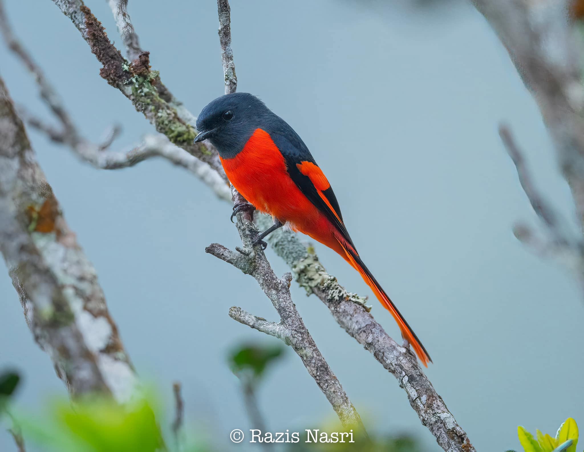 Gray-chinned Minivet — Borneo wildlife, book, free download, jungle tour, bird, bird tour