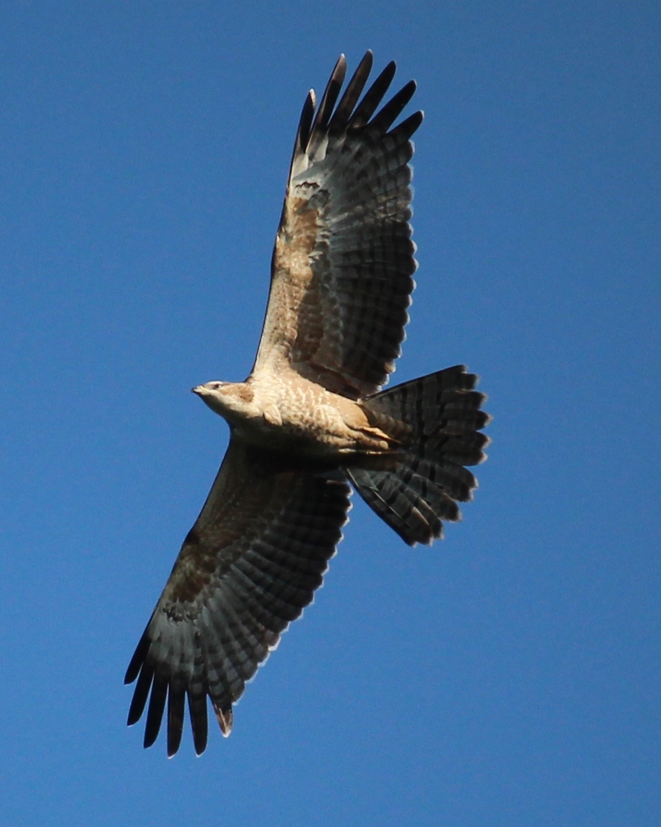 Gray-faced Buzzard — Borneo wildlife, book, free download, jungle tour, bird, bird tour