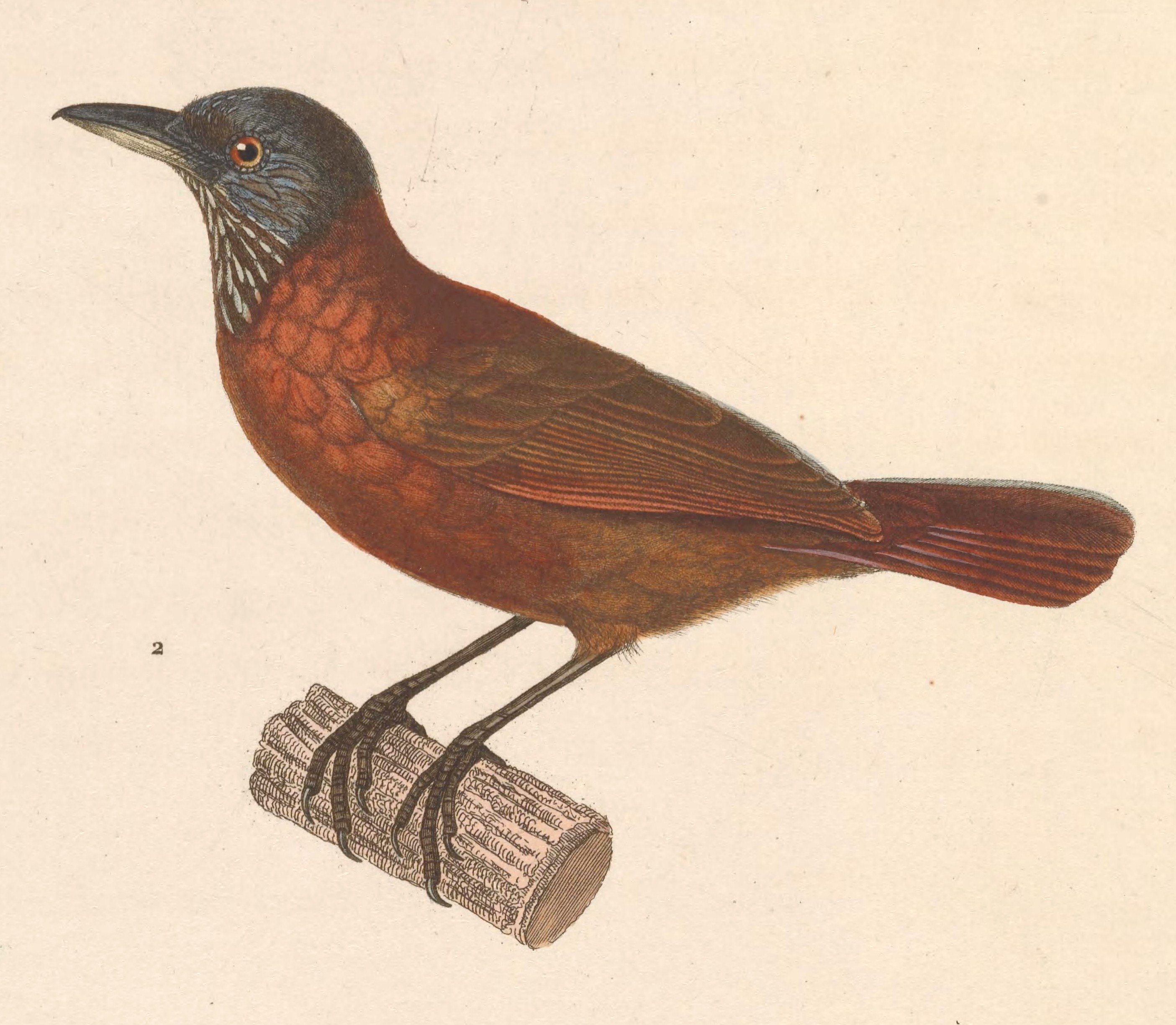 Gray-headed Babbler — Borneo wildlife, book, free download, jungle tour, bird, bird tour