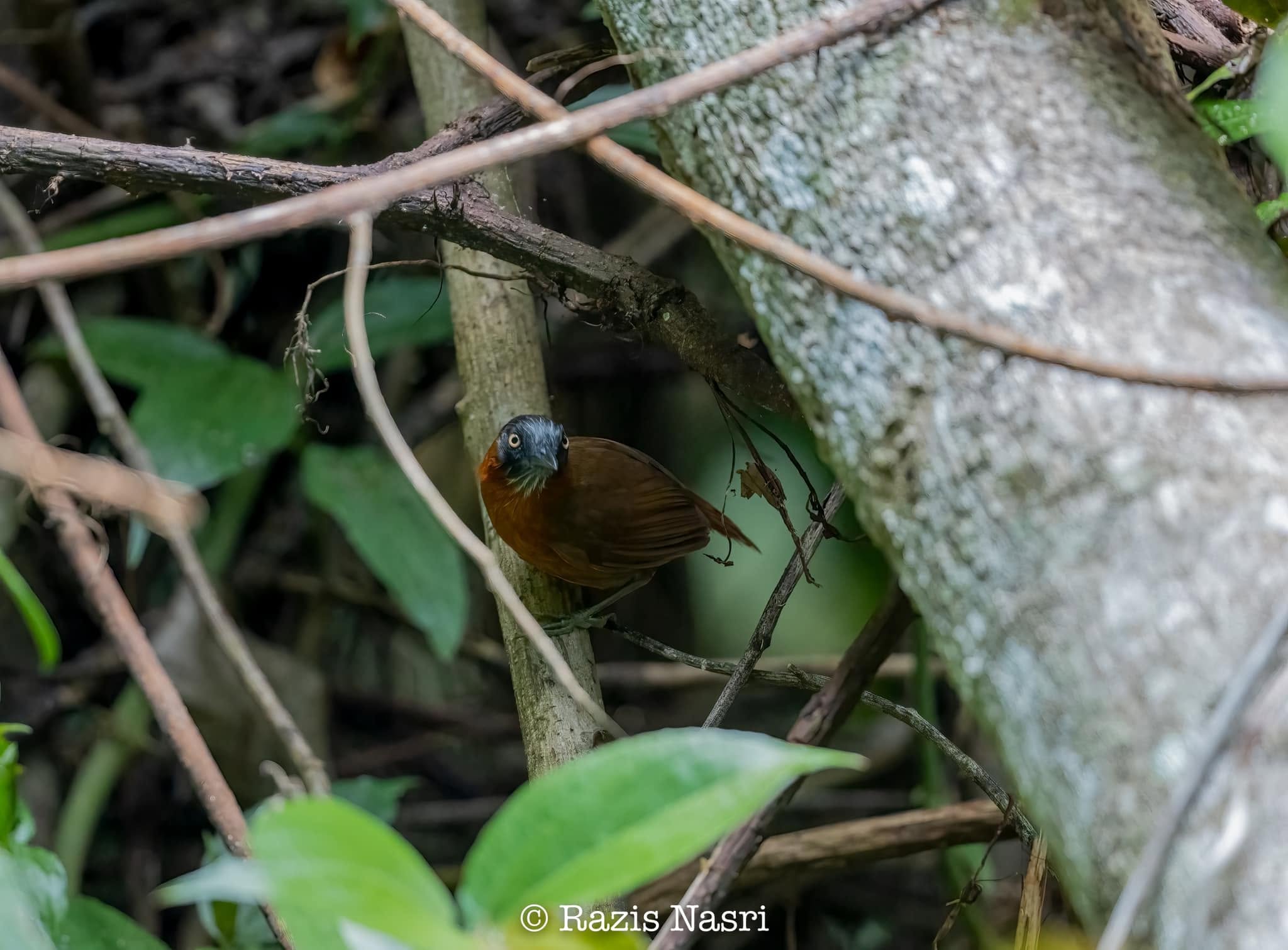 Gray-headed Babbler — Borneo wildlife, book, free download, jungle tour, bird, bird tour
