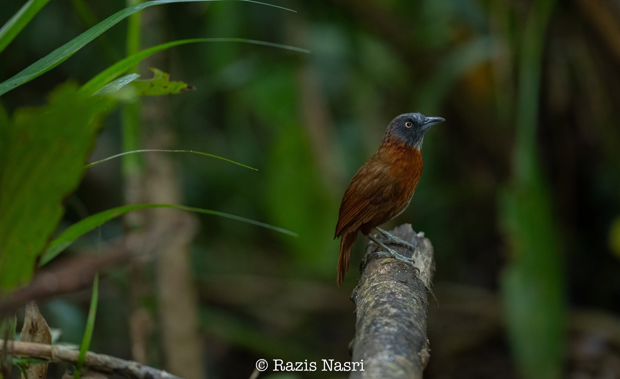 Gray-headed Babbler — Borneo wildlife, book, free download, jungle tour, bird, bird tour