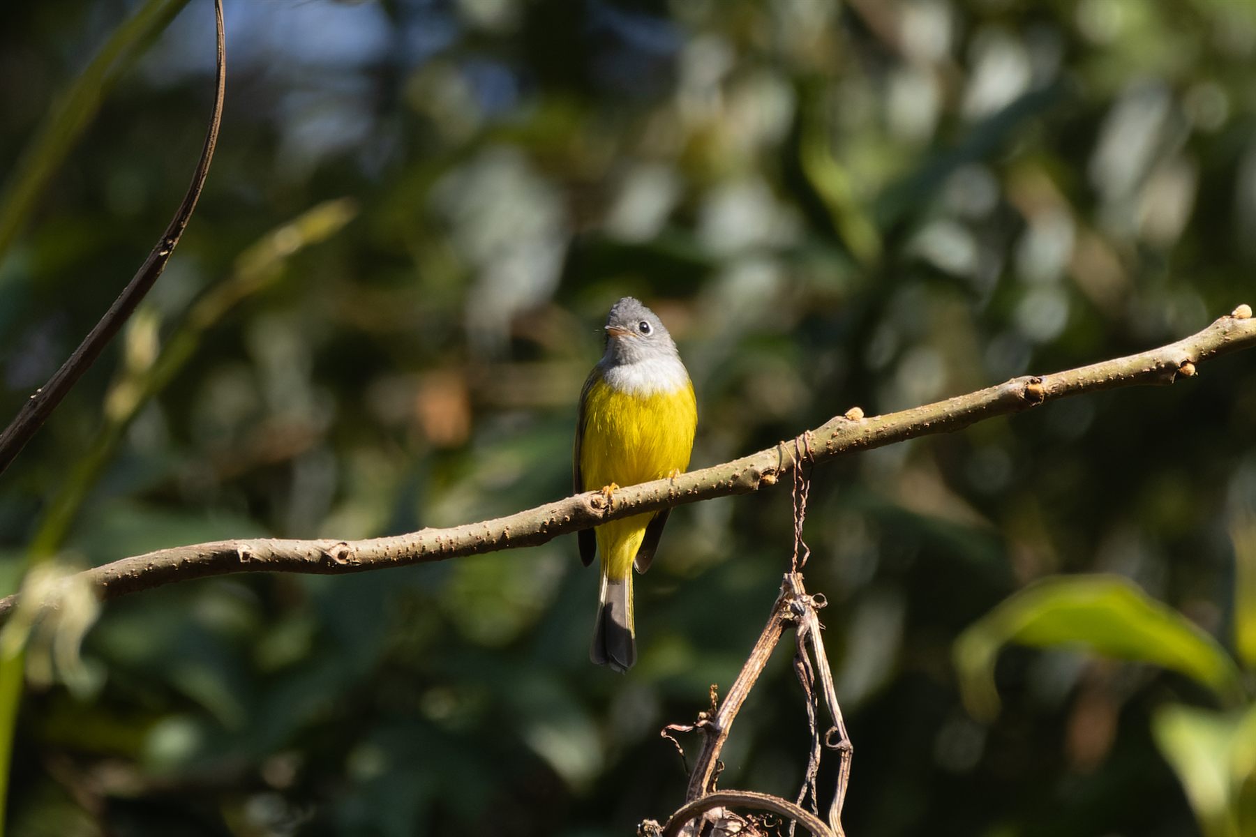 Gray-headed Canary-Flycatcher — Borneo wildlife, book, free download, jungle tour, bird, bird tour