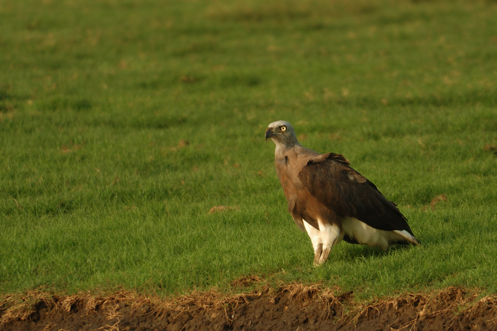 Gray-headed Fish-Eagle — Borneo wildlife, book, free download, jungle tour, bird, bird tour