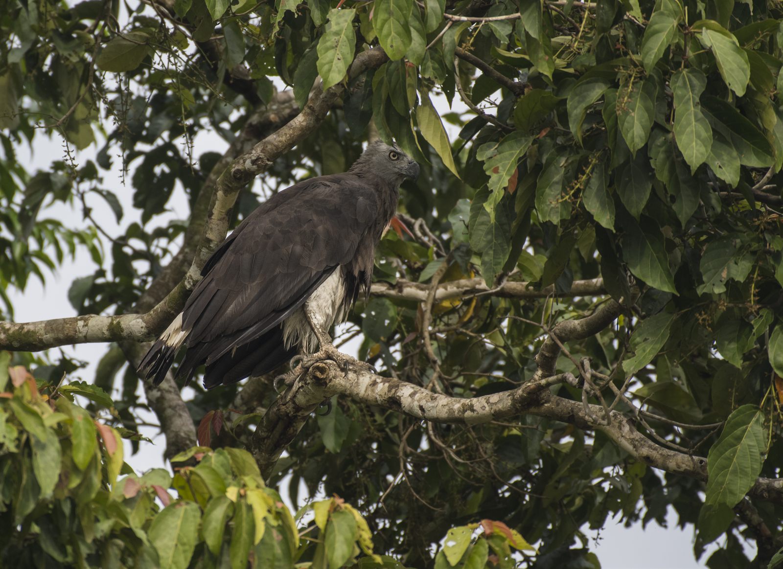 Gray-headed Fish-Eagle — Borneo wildlife, book, free download, jungle tour, bird, bird tour
