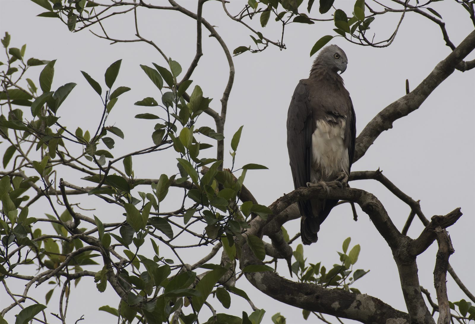 Gray-headed Fish-Eagle — Borneo wildlife, book, free download, jungle tour, bird, bird tour