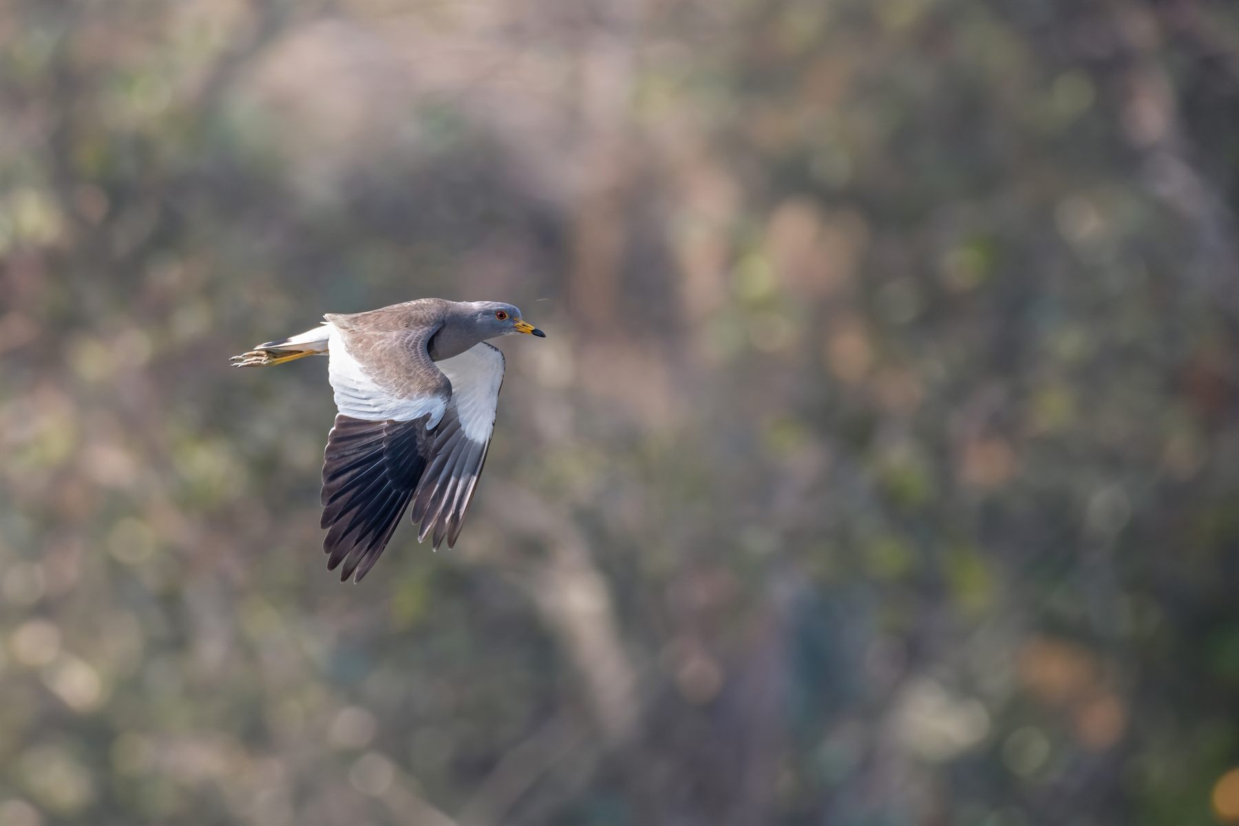 Gray-headed Lapwing — Borneo wildlife, book, free download, jungle tour, bird, bird tour