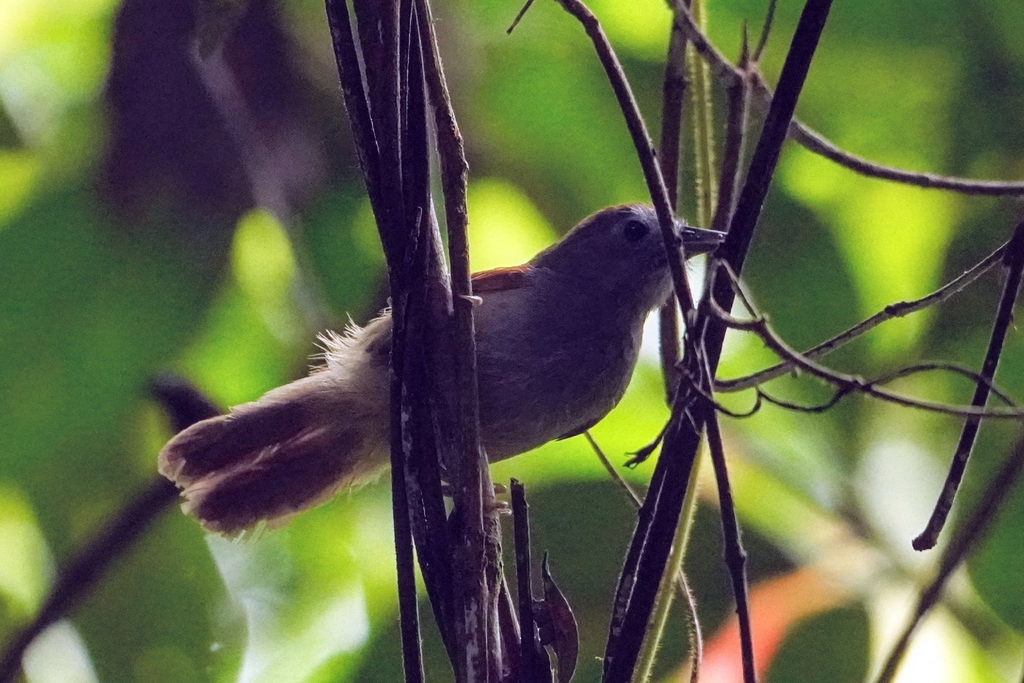 Gray-hooded Babbler — Borneo wildlife, book, free download, jungle tour, bird, bird tour