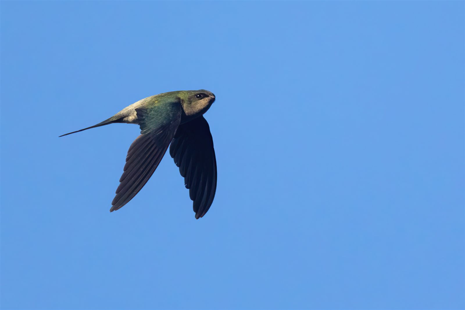 Gray-rumped Treeswift — Borneo wildlife, book, free download, jungle tour, bird, bird tour