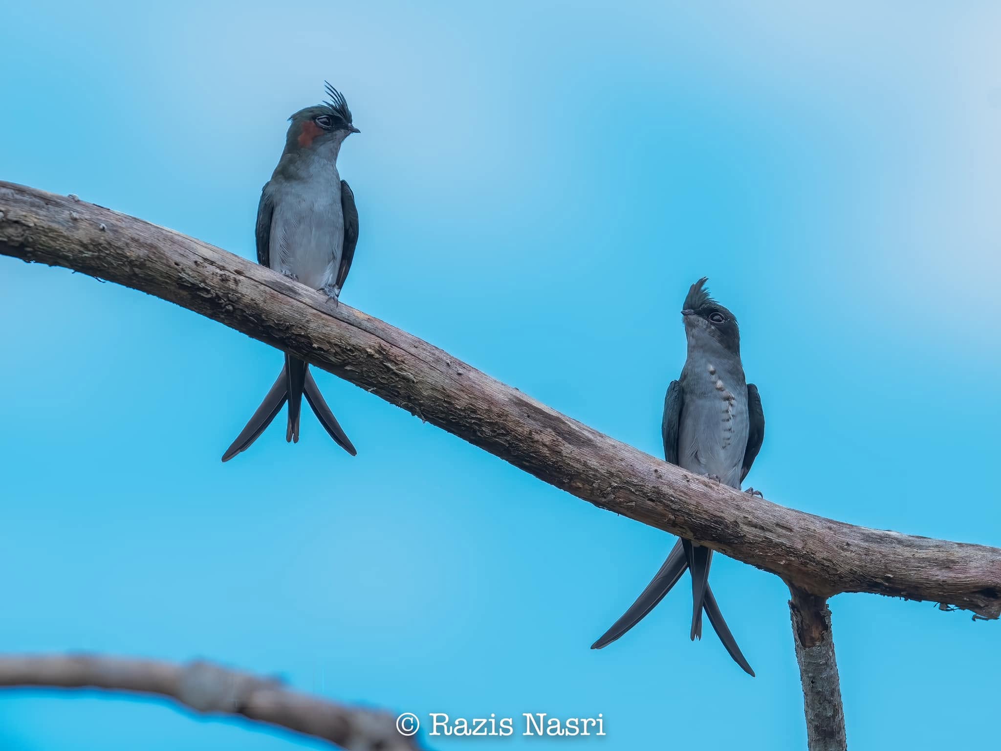 Gray-rumped Treeswift — Borneo wildlife, book, free download, jungle tour, bird, bird tour