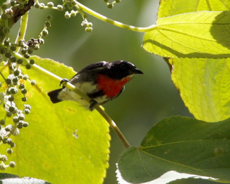 Gray-sided Flowerpecker — Borneo wildlife, book, free download, jungle tour, bird, bird tour