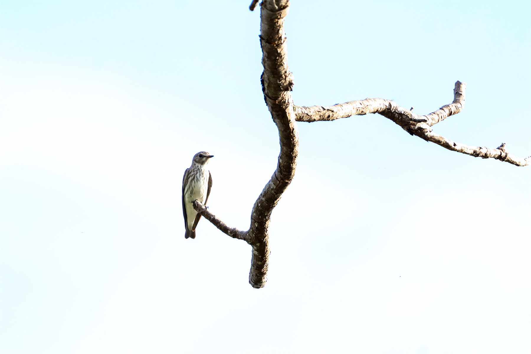 Gray-streaked Flycatcher — Borneo wildlife, book, free download, jungle tour, bird, bird tour