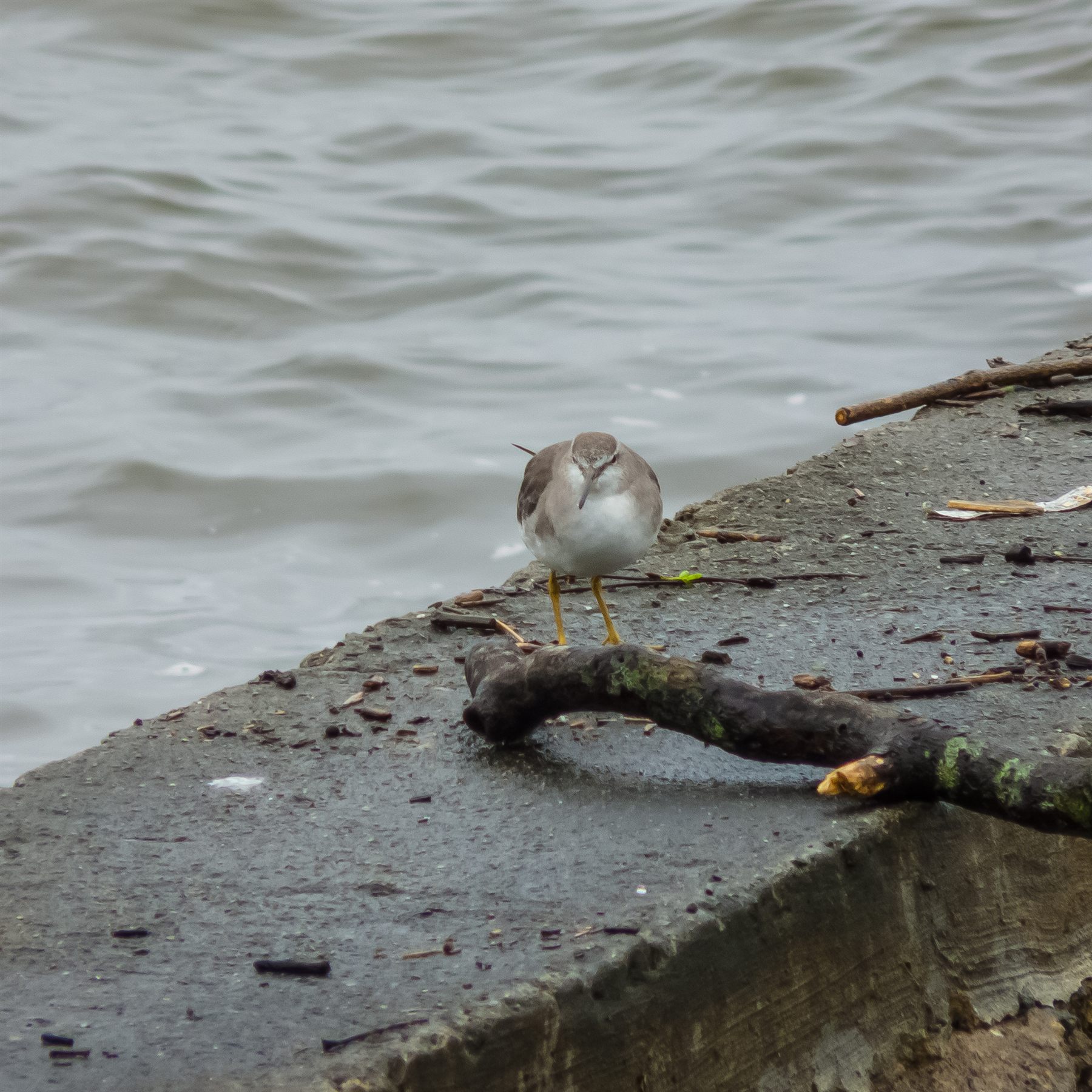 Gray-tailed Tattler — Borneo wildlife, book, free download, jungle tour, bird, bird tour