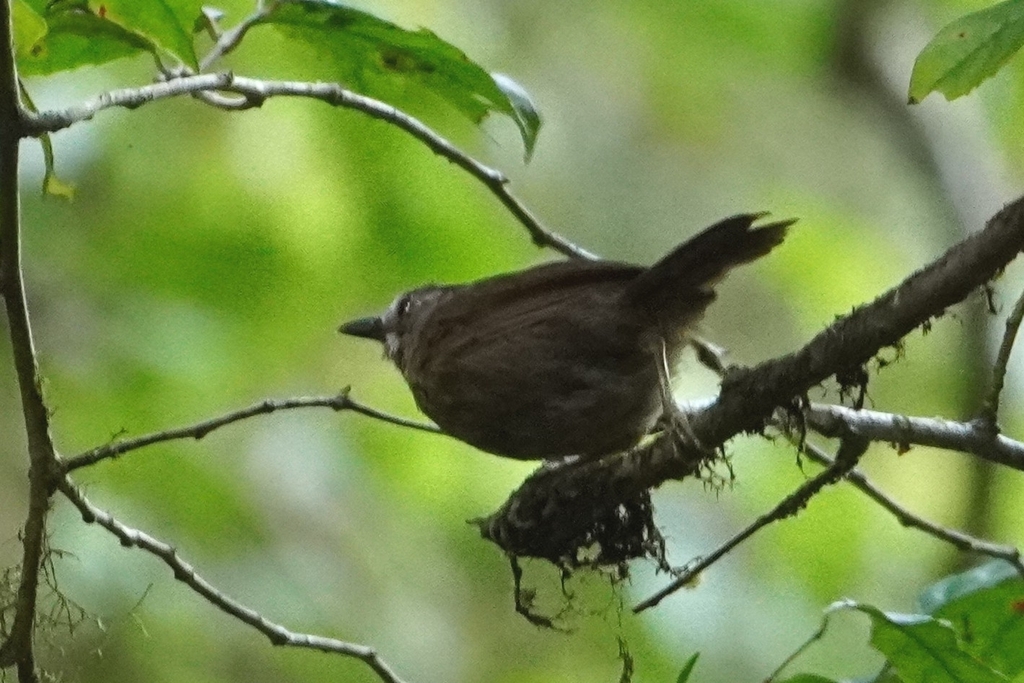 Gray-throated Babbler — Borneo wildlife, book, free download, jungle tour, bird, bird tour