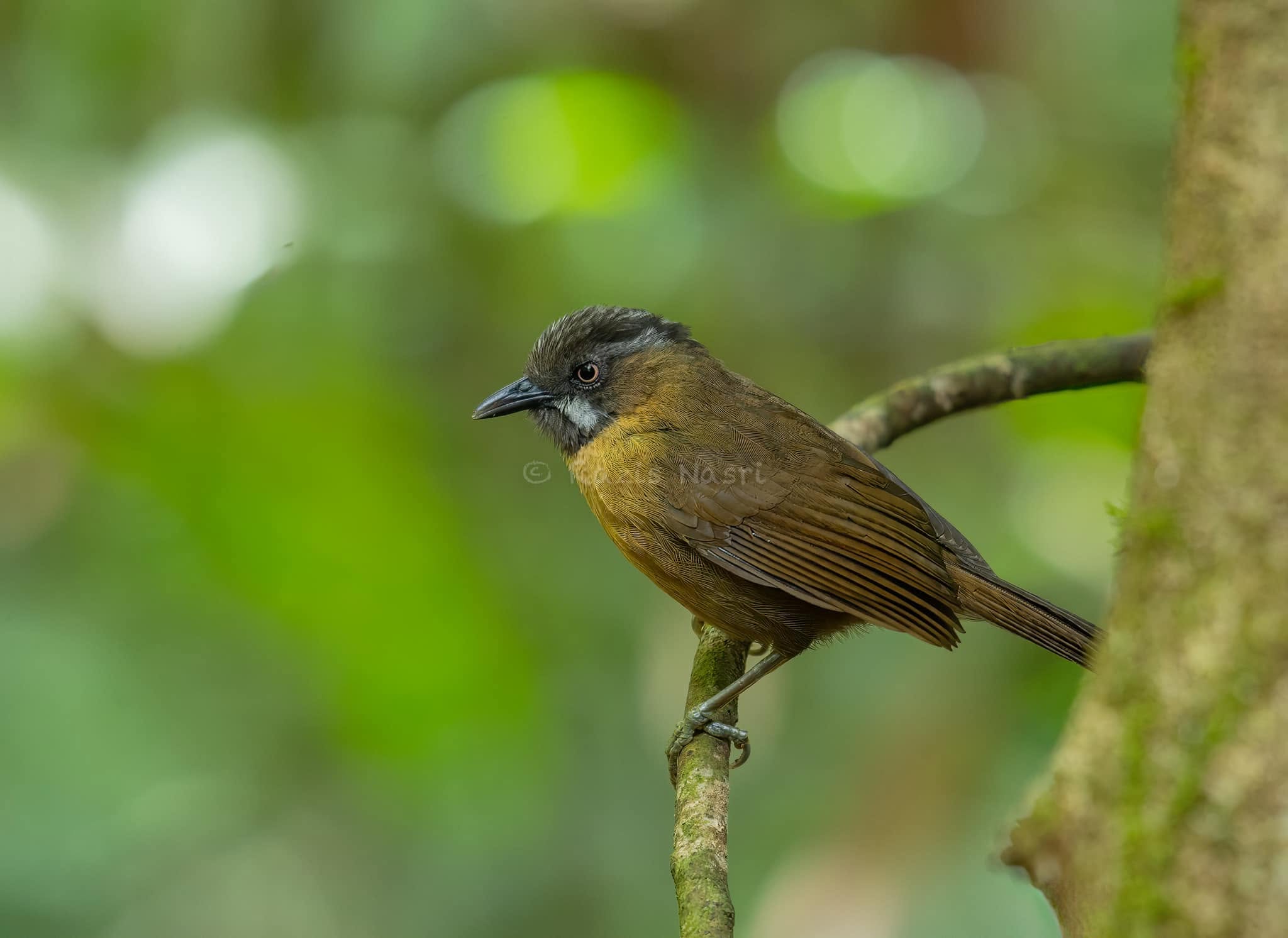 Gray-throated Babbler — Borneo wildlife, book, free download, jungle tour, bird, bird tour