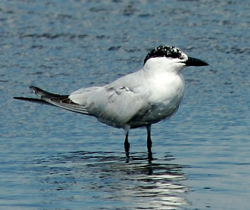 Gull-billed Tern — Borneo wildlife, book, free download, jungle tour, bird, bird tour