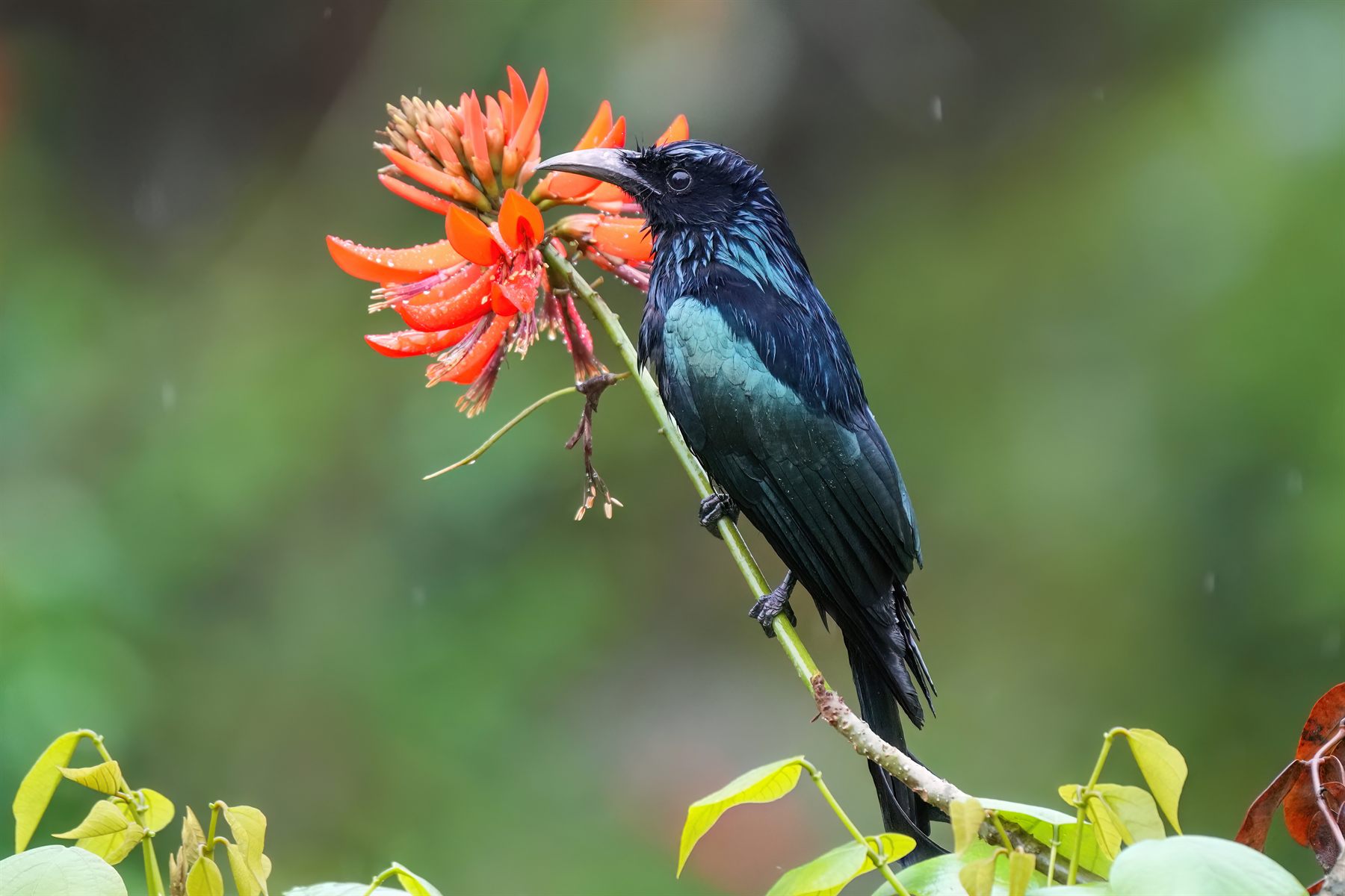 Hair-crested Drongo — Borneo wildlife, book, free download, jungle tour, bird, bird tour