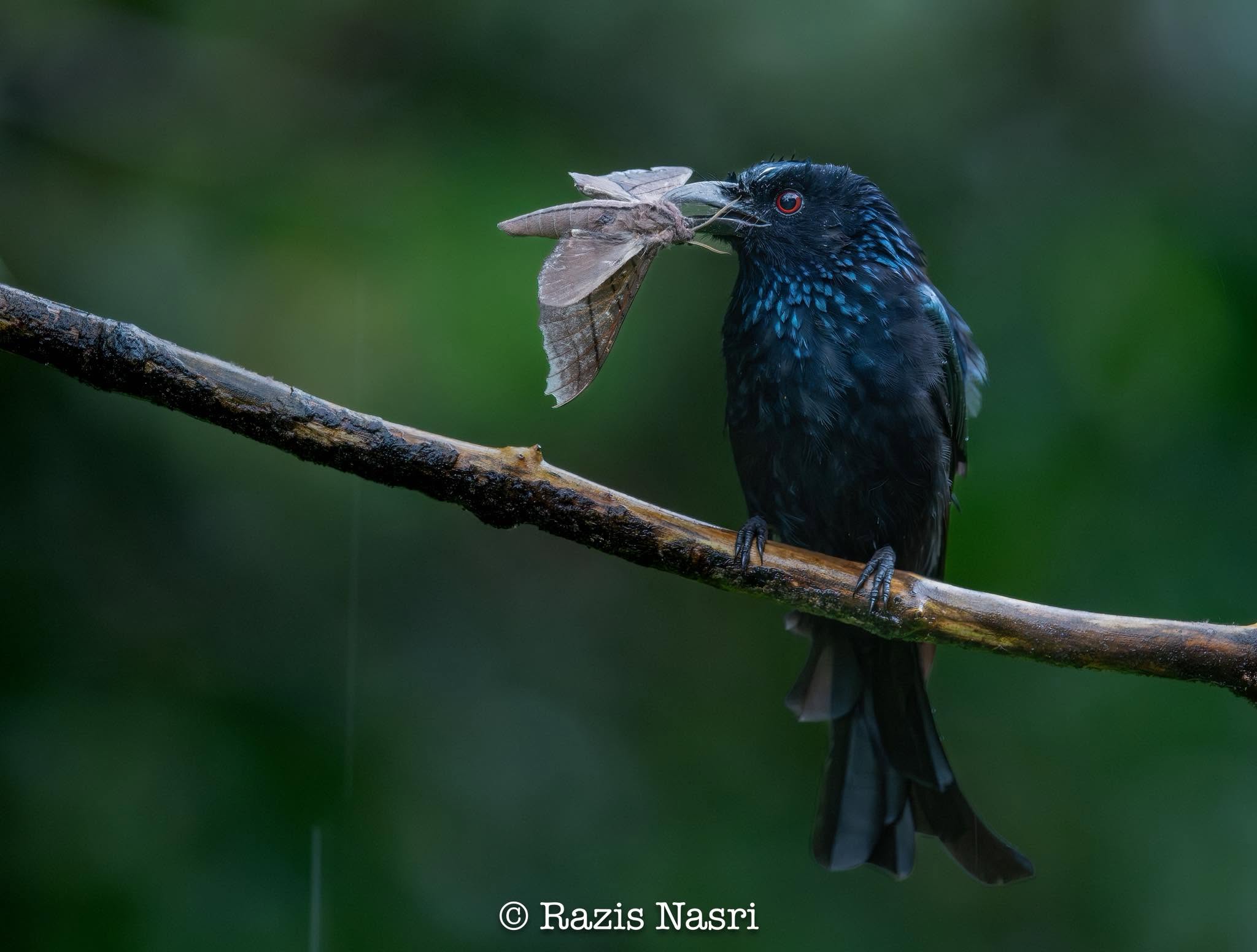 Hair-crested Drongo — Borneo wildlife, book, free download, jungle tour, bird, bird tour