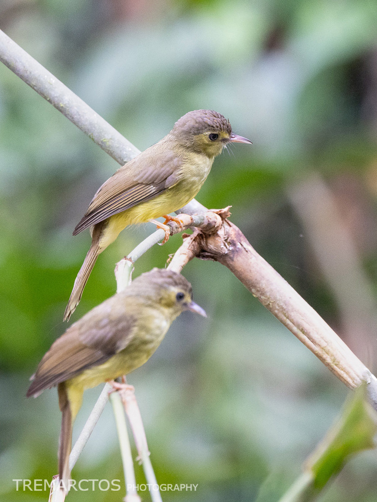 Hairy-backed Bulbul — Borneo wildlife, book, free download, jungle tour, bird, bird tour