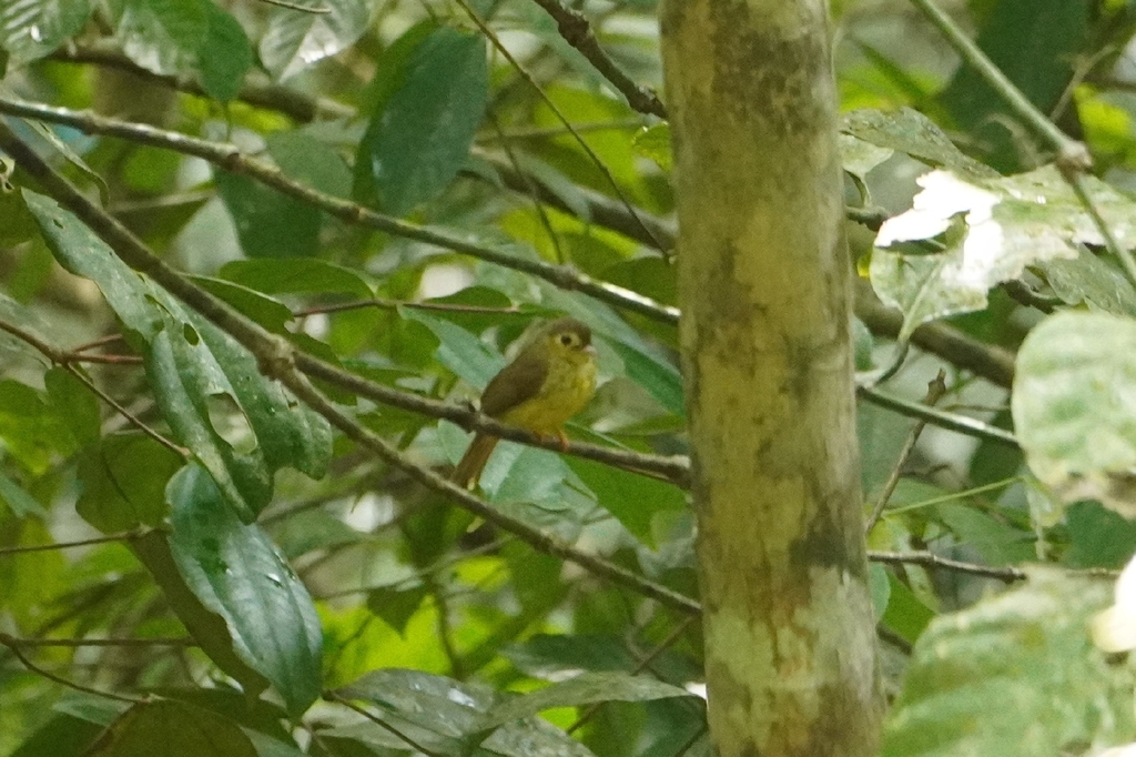 Hairy-backed Bulbul — Borneo wildlife, book, free download, jungle tour, bird, bird tour