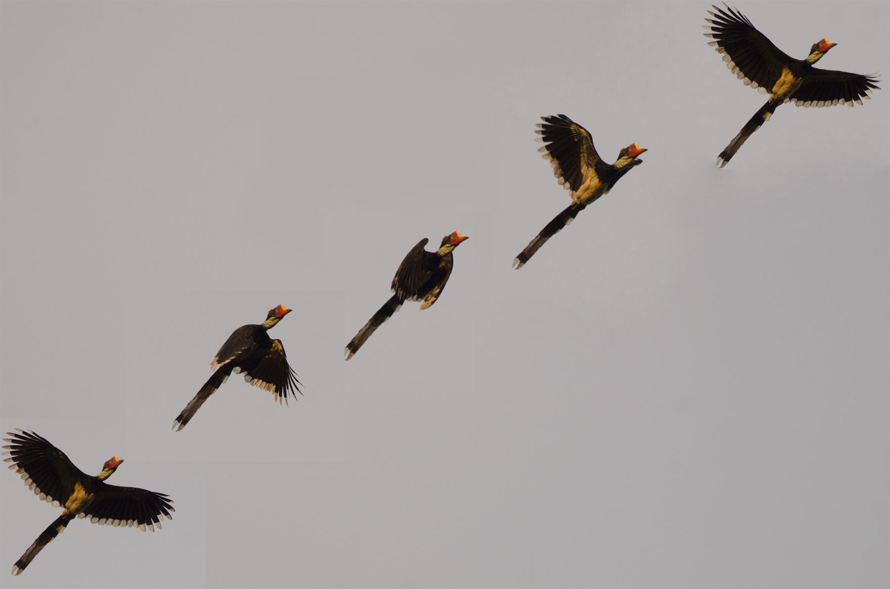 Helmeted Hornbill — Borneo wildlife, book, free download, jungle tour, bird, bird tour