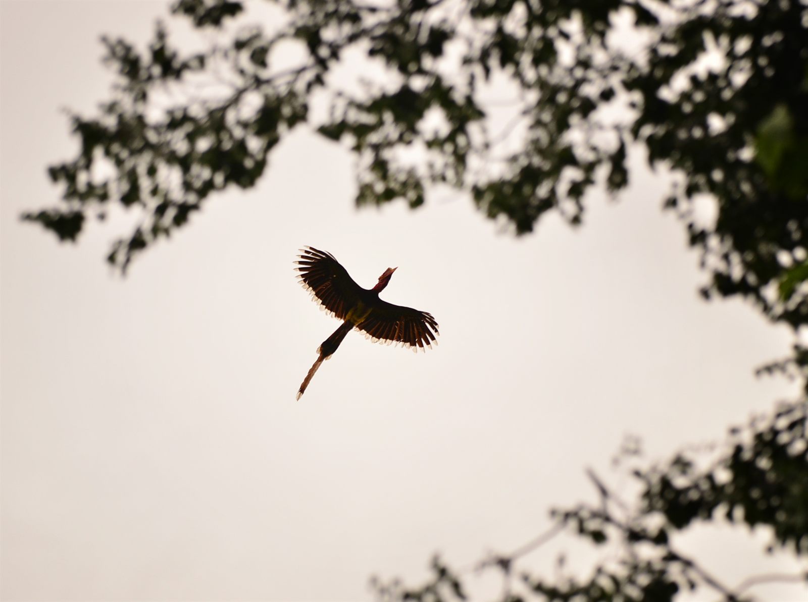 Helmeted Hornbill — Borneo wildlife, book, free download, jungle tour, bird, bird tour