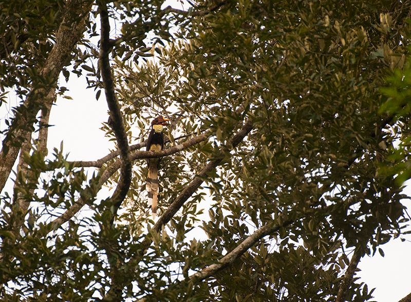 Helmeted Hornbill — Borneo wildlife, book, free download, jungle tour, bird, bird tour