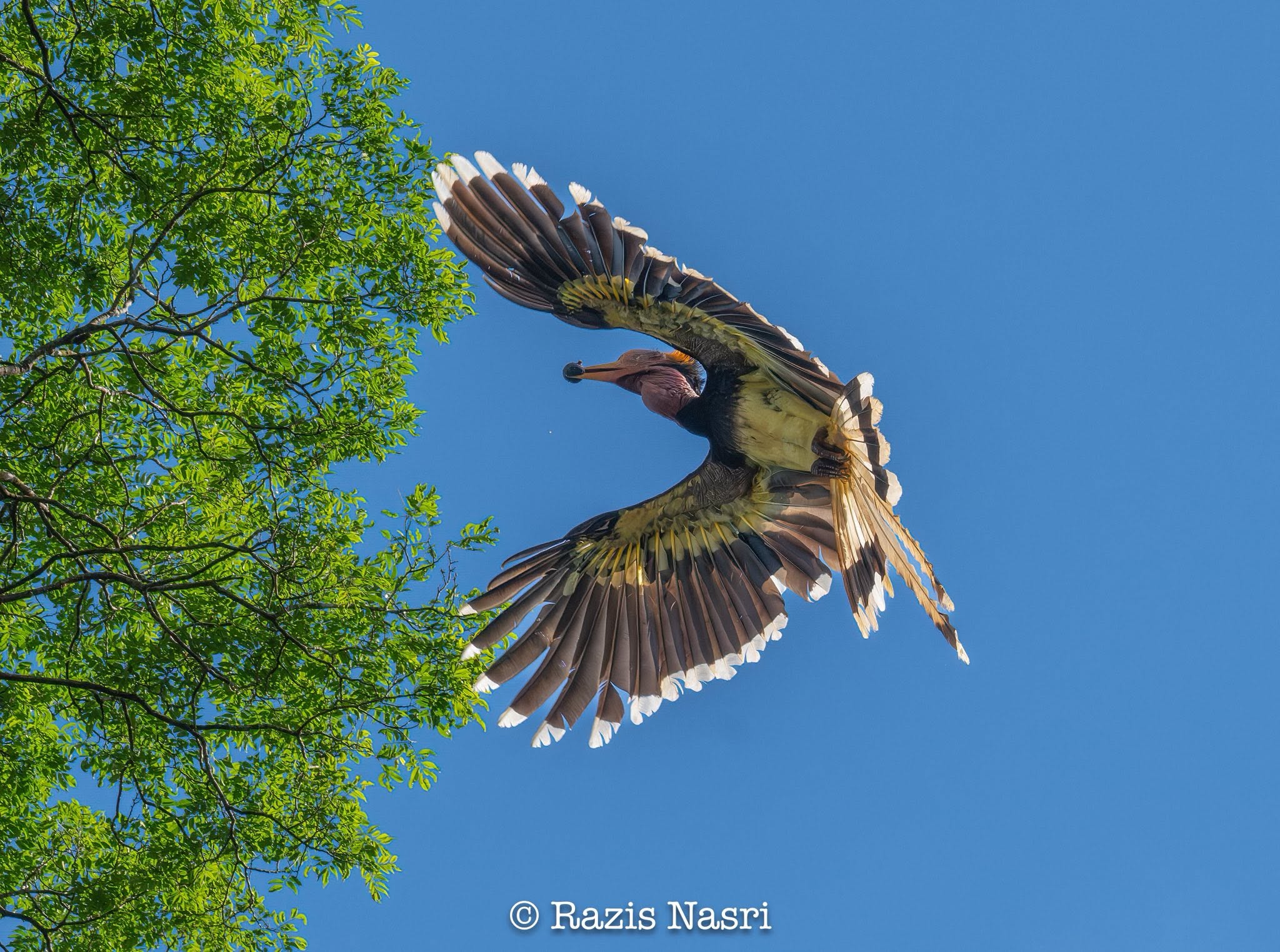Helmeted Hornbill — Borneo wildlife, book, free download, jungle tour, bird, bird tour