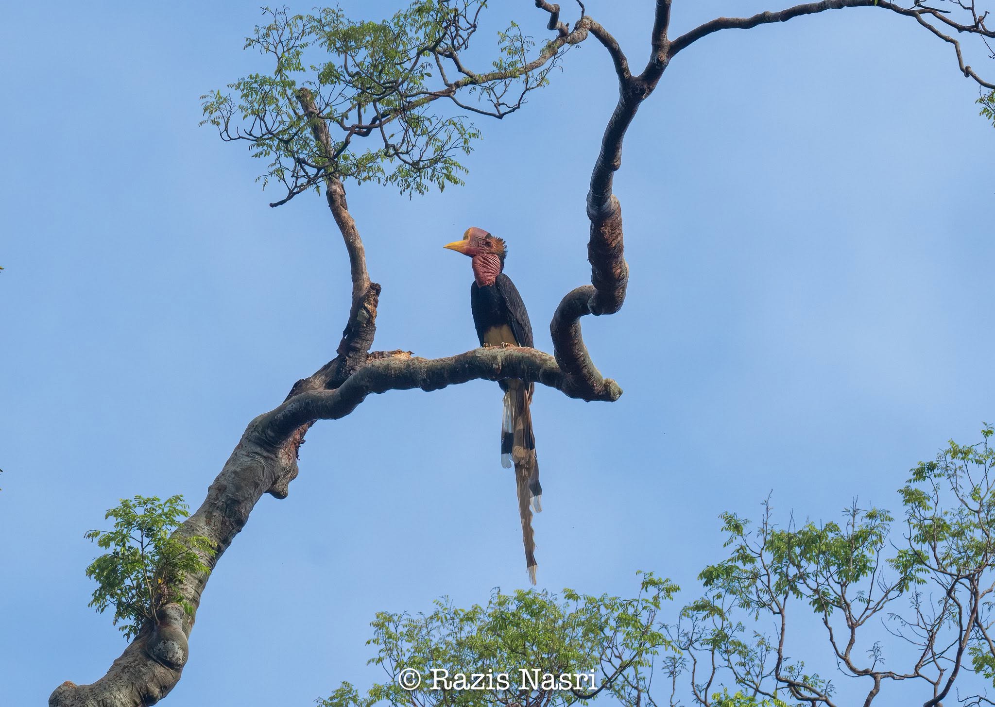 Helmeted Hornbill — Borneo wildlife, book, free download, jungle tour, bird, bird tour