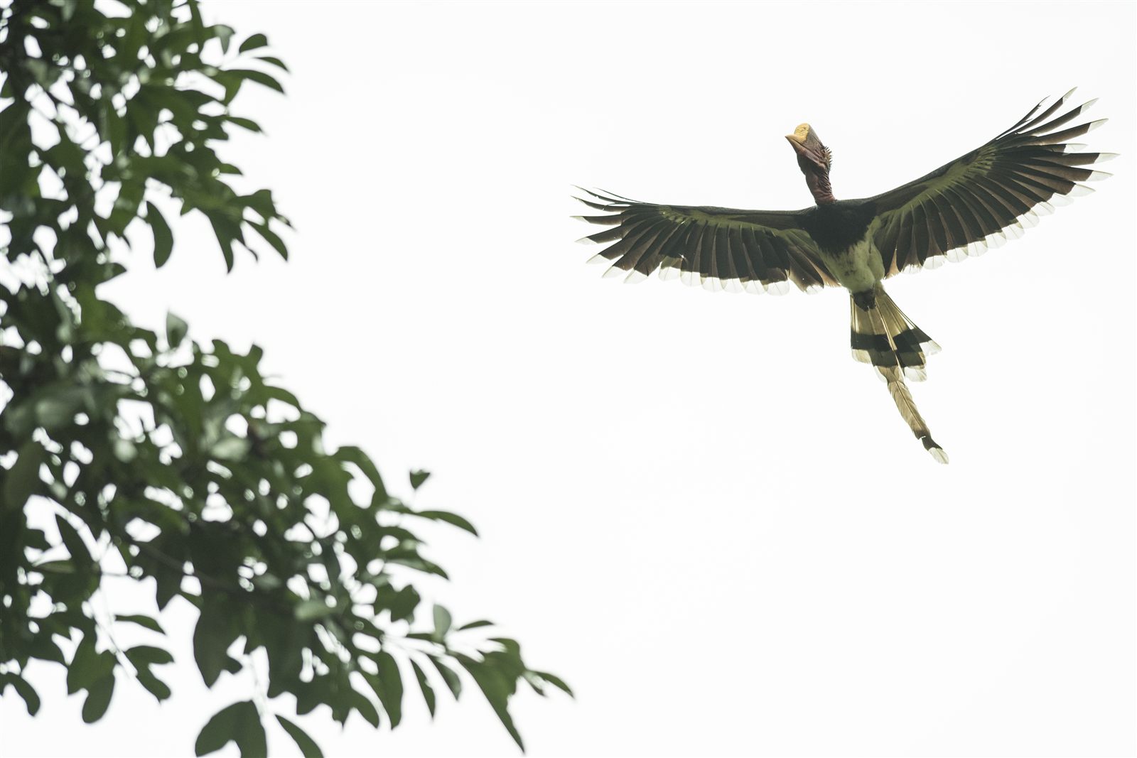 Helmeted Hornbill — Borneo wildlife, book, free download, jungle tour, bird, bird tour