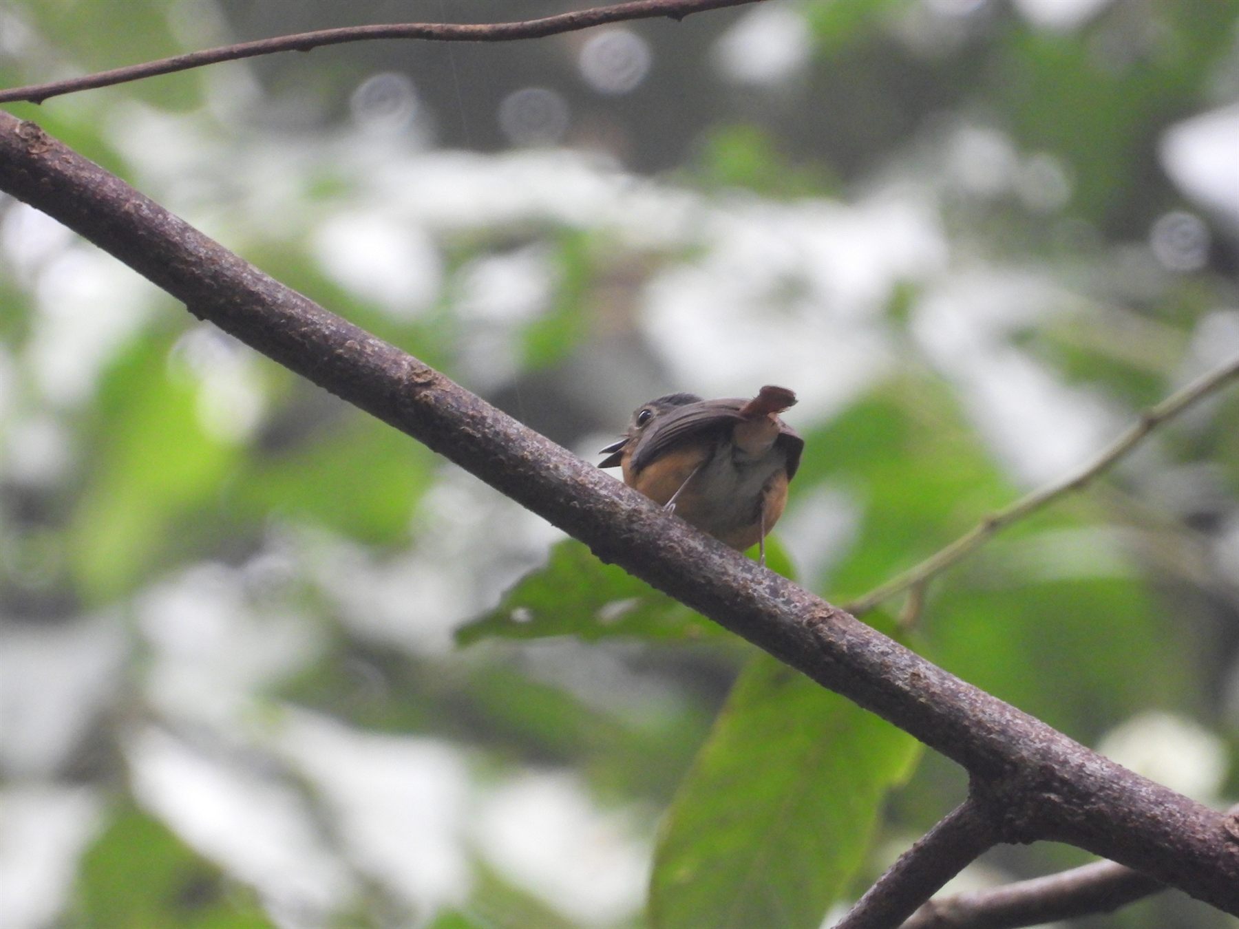 Javan Blue Flycatcher — Borneo wildlife, book, free download, jungle tour, bird, bird tour