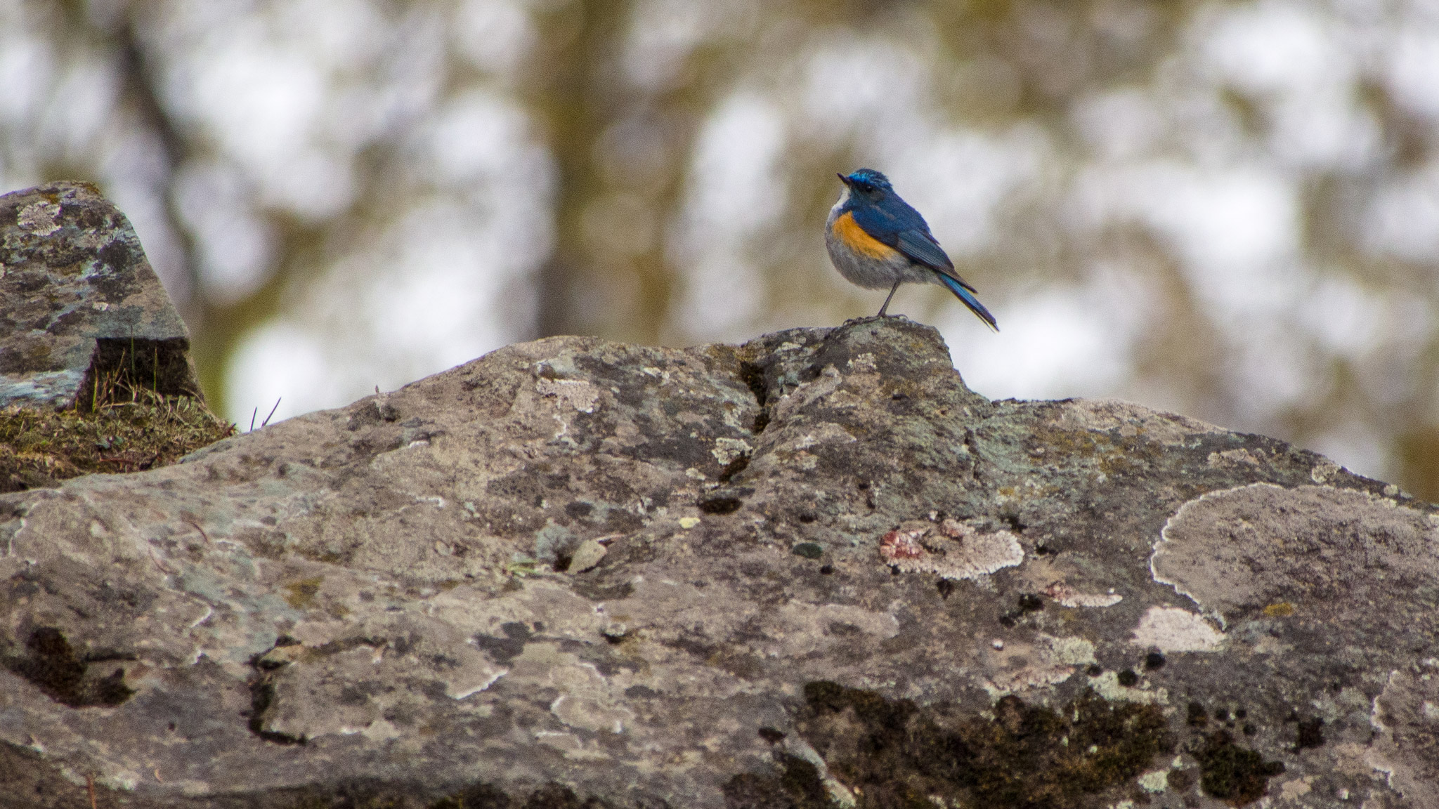 Himalayan Bluetail — Borneo wildlife, book, free download, jungle tour, bird, bird tour