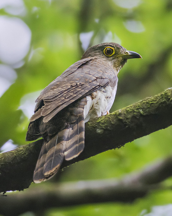 Hodgson's Hawk-Cuckoo — Borneo wildlife, book, free download, jungle tour, bird, bird tour