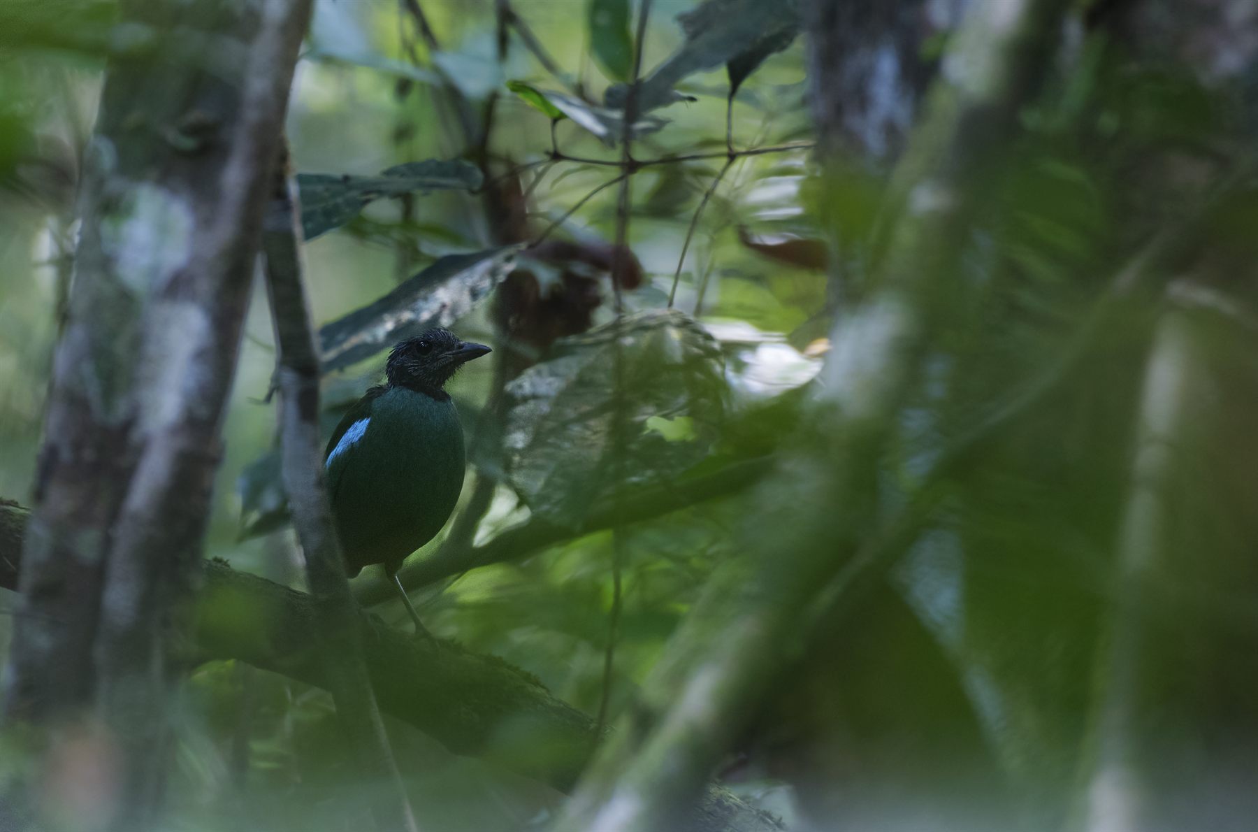 Western Hooded Pitta — Borneo wildlife, book, free download, jungle tour, bird, bird tour