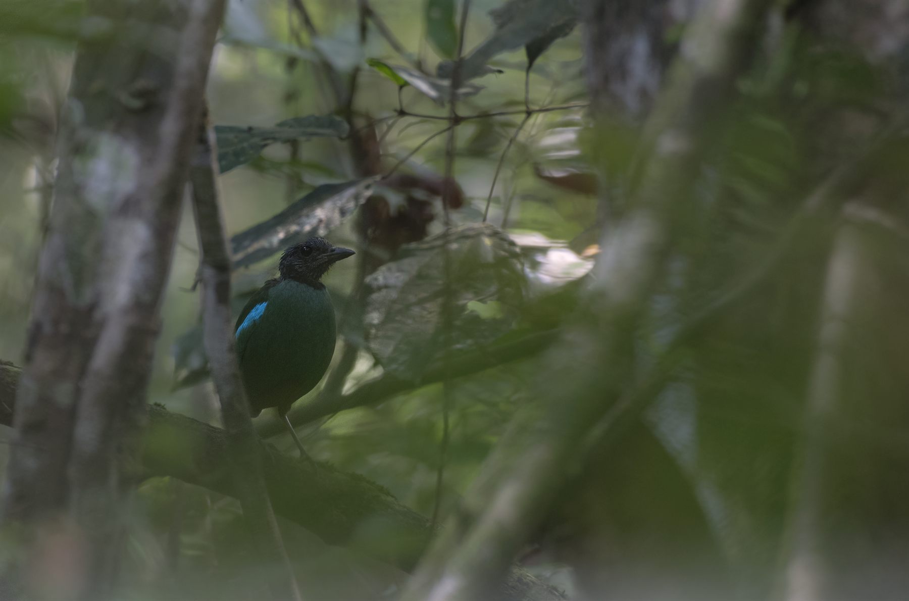 Western Hooded Pitta — Borneo wildlife, book, free download, jungle tour, bird, bird tour