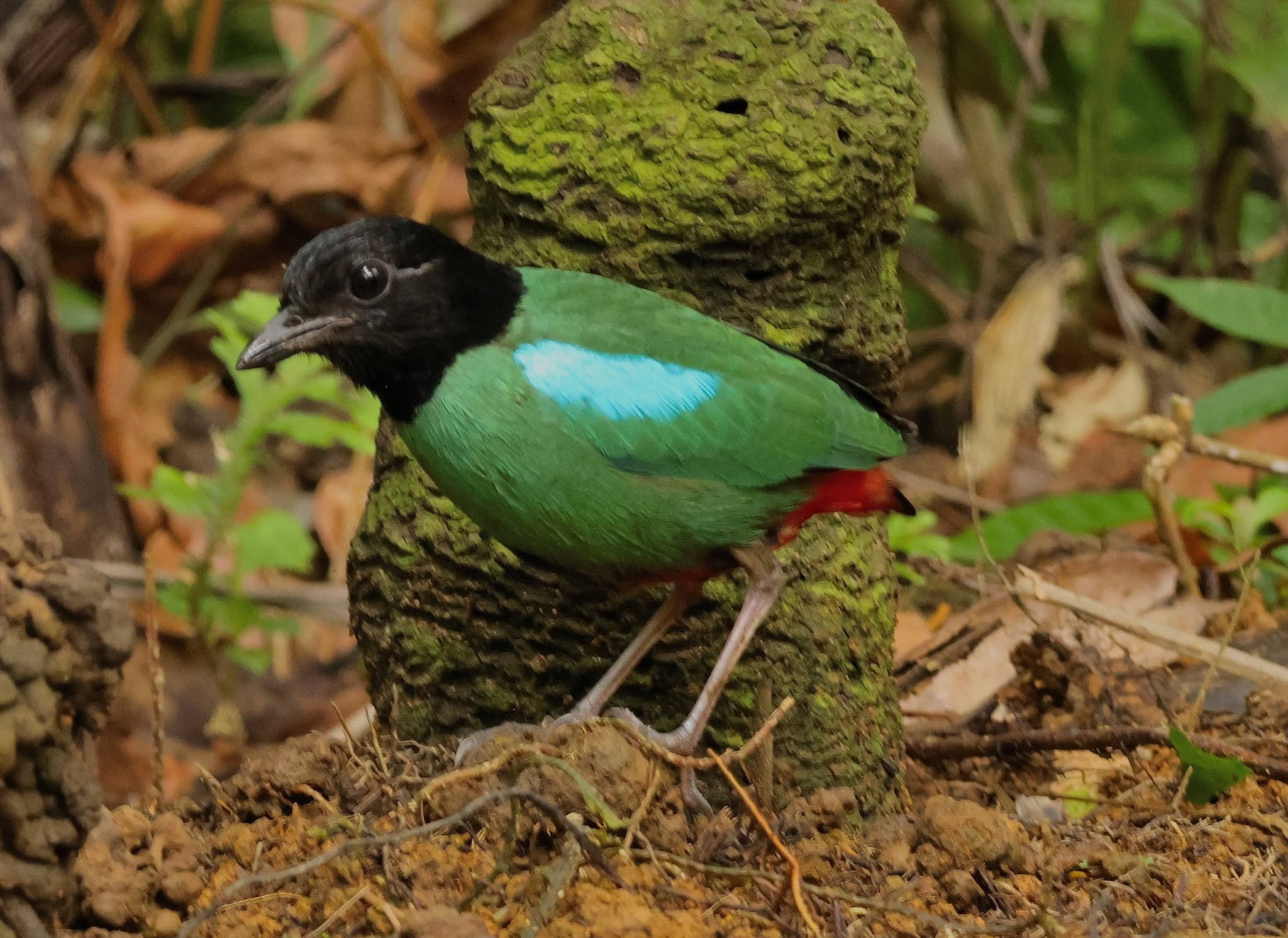 Western Hooded Pitta — Borneo wildlife, book, free download, jungle tour, bird, bird tour