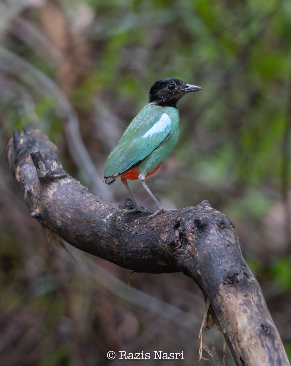 Western Hooded Pitta — Borneo wildlife, book, free download, jungle tour, bird, bird tour