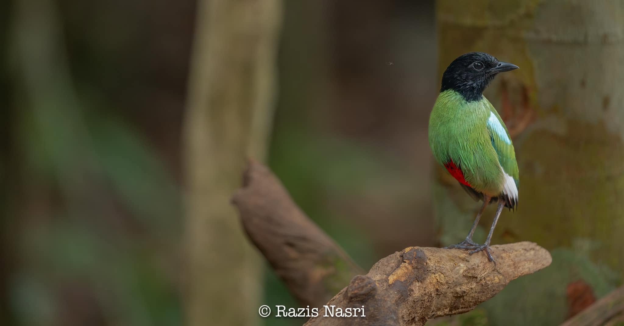 Western Hooded Pitta — Borneo wildlife, book, free download, jungle tour, bird, bird tour